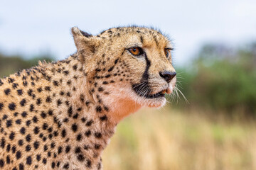 Cheetah, Acinonyx jubatus, in natural habitat, Kalahari Desert, Namibia.