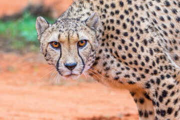 Cheetah, Acinonyx jubatus, in natural habitat, Kalahari Desert, Namibia.