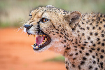 Cheetah, Acinonyx jubatus, in natural habitat, Kalahari Desert, Namibia.