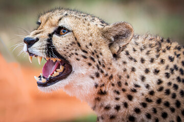 Cheetah, Acinonyx jubatus, in natural habitat, Kalahari Desert, Namibia.