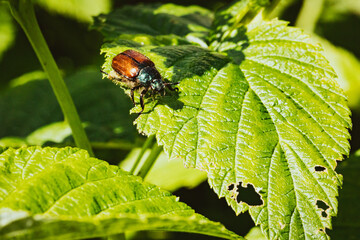 Junikäfer auf Himbeerblatt