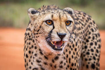 Cheetah, Acinonyx jubatus, in natural habitat, Kalahari Desert, Namibia.