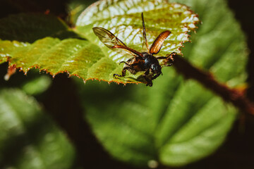 Fliegender Junikäfer, Abflug, loslegen, departure