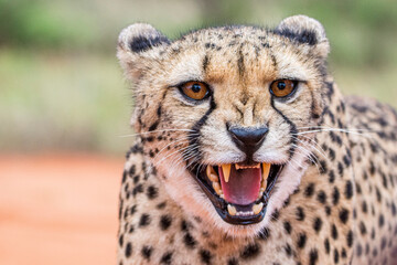 Cheetah, Acinonyx jubatus, in natural habitat, Kalahari Desert, Namibia.