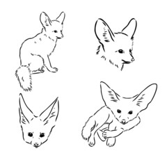 Vector illustration of a young fennec fox walking. fox fenek vector sketch - obrazy, fototapety, plakaty