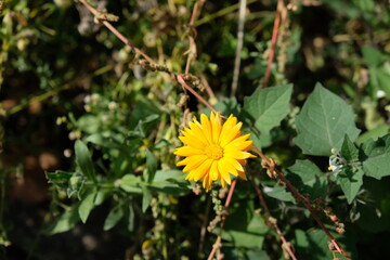 FU 2021-09-22 Schotter 3 Im Gebüsch blüht eine gelbe Blume