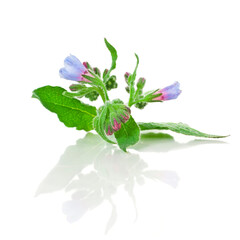 The Common Comfrey (Symphytum officinale) herb isolated on a white background.  - obrazy, fototapety, plakaty