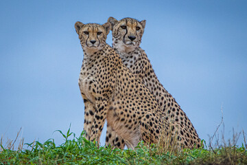 Cheetah, Acinonyx jubatus, in natural habitat, Kalahari Desert, Namibia.