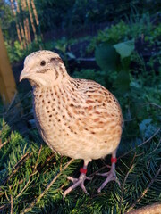 laying quail in species-appropriate husbandry
