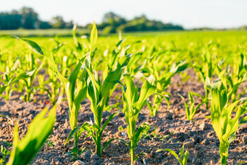 Many shoots of young corn, Corn green field