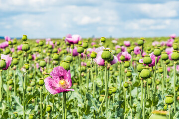 Obraz premium Field of pink opium poppy, also called breadseed poppies
