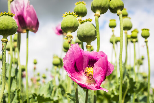 Pink opium poppy blossom, also called breadseed poppies, seen from below