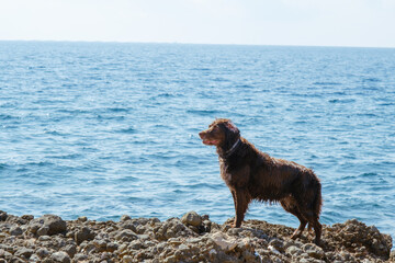 Dog of the Munsterlander breed on top of some rocks on the beach.