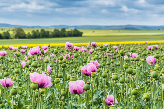 Field of pink opium poppy, also called breadseed poppies