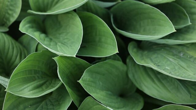 big green leaves of hosta venusta close up. natural green background