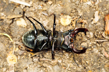 Close-up of rare largest species of european stag beetle lying on back on ground in summer garden forest. Lucanus cervus habiting in Europe. Rare insects, bugs, biology, ecology. Top view. Soft focus.