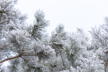 Natural background copy space with lush fir tree branches coated with thin layer of snow in daytime. Amazing winter with very low temperatures. Weather making your eyes pleased.
