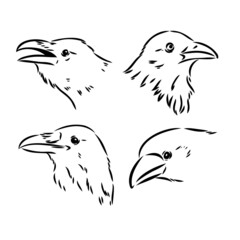 Black raven isolated on white background. Hand drawn crow.