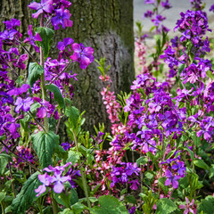 Obraz premium Pink colored Annual Honesty (Lunaria annua) near a street tree in Berlin.