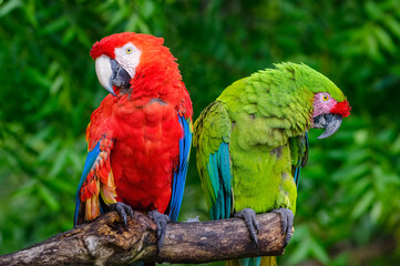 Fototapeta na wymiar Scarlet and Military Macaws (Ara militaris and Ara Macao). A pair of green and scarlet macaws perched opposite each other on a dry log.
