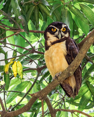 The spectacled owl (Pulsatrix perspicillata). Nocturnal bird of prey with intimidating look