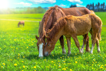 A mare with a foal are grazing in a beautiful sunny valley on a flowering meadow. Two brown horses are eating grass in the pasture. Family concept. Landscape.
