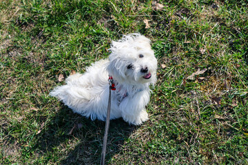A maltese dog puppy sitting on grass at a walk