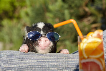 Funny mini pig in sunglasses enjoying sun and cocktails