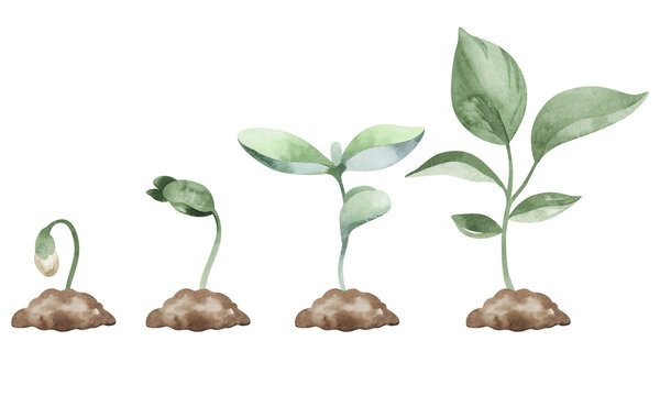 Stages of plant growth and development, evolution from seed in the soil to seedlings. Watercolor illustration, hand drawn on a white background.