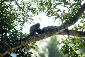 A couple of small black monkey marmoset with white fur on its face, the Atlantic Forest marmoset 