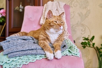 Big red cat lying on an armchair with winter warm knitted things
