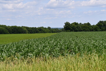 Fototapeta na wymiar Corn Plants in a Farm Field