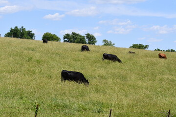 Herd of Cows in a Farm Field