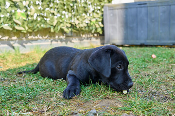 black labrador retriever puppy