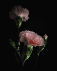 Close-up Shot Of Pink Carnations in Dark Black
