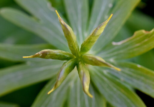Blatt und junger Trieb eines Winterlings