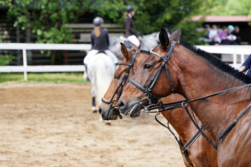 Obraz premium Two heads of brown horses walk side by side