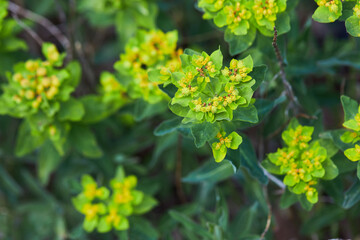 Closeup of flowers of greater cushion spurge, Euphorbia epithymoides 'Major' blooming in spring