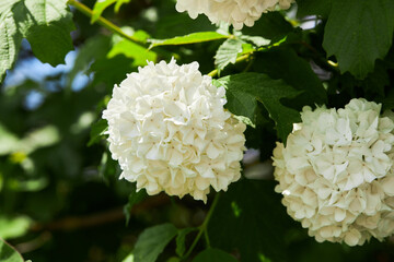 Beautiful Viburnum Opulus tree close up (Roseum - Snowball Viburnum, Guelder Rose or Viburnum opulus Sterilis, Snowball Bush, European Snowball)