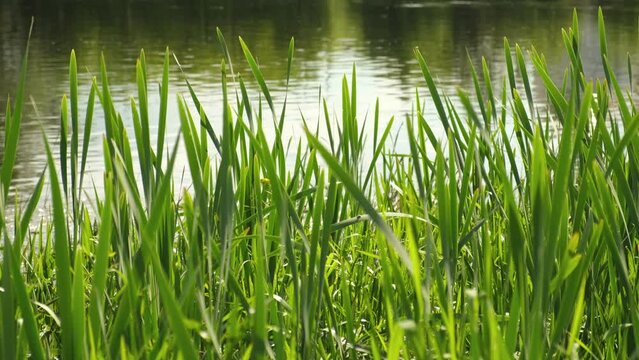 Calamus Video Footage – Browse 176 HD Stock Video and Footage | Adobe Stock