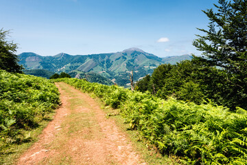 Unpaved road surrounded by ferns with mountain range on the background.