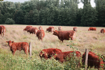 cows grazing in a field