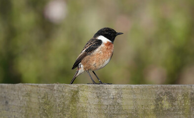 A delightful image of a male stonechat perching on a fence against a blurry background. 