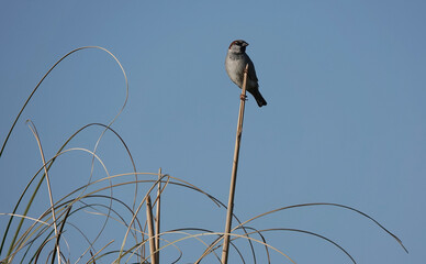 A low angle shot of a male house sparrow perching on a reed. 