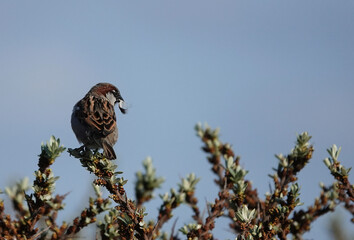 A male house sparrow holding a feather in its mouth perched on a bush against a blue sky...