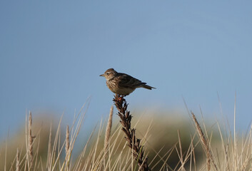 A skylark in profile perched on a plant stem. 