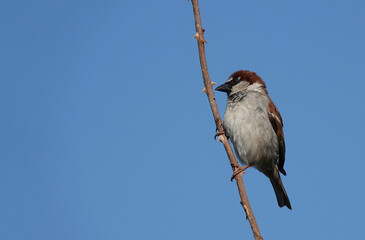A male house sparrow perching on a twig against a blue sky. 