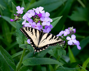 Eastern Tiger Swallowtail butterfly pollinating Dame's Rocket flowers in garden