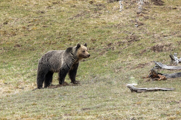 Grizzly Bear Near Roaring Mountain Yellowstone