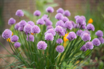Shallow focus on chive herbs in bloom growing in a garden.